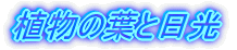 �A���̗t�Ɠ���
